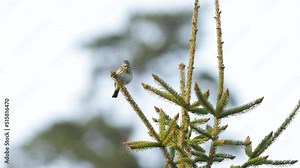 European woodland bird, Tree pipit singing on a spring day in Estonia