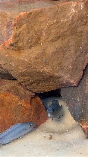 Nakul Sharma on Instagram: "I got 15 new Mbuna cichlids today for my 4ft African cichlid tank, and they all are going to thrive in here. This is the same tank I set up for frontosa a couple of months ago, but due to delivery related issues, I had to settle for Mbuna cichlids, which, by the way, will look amazing in this setup. I’ve named it the Mbuna Cave! #fish #aquarium #unboxing #mbuna #africancichlids"