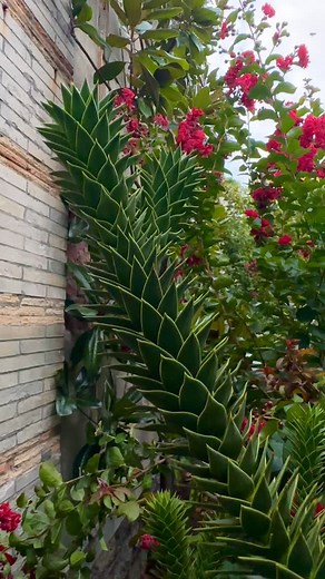 A closeup look at our Monkey Puzzle Tree (Araucaria araucana). Native to the Andes Mountains of South America, and listed as endangered by the IUCN, the Monkey Puzzle Tree is the national tree of Chile and is sometimes called a “living fossil” due to its primitive appearance and longevity. They can live for over 1000yrs. Our tree is in the Walled Garden and a unique sight to see in Yonkers. #yonkers #newyork #untermyergardens @jacono #untermyerjacono #untermyer #publicgarden #publicpark #horticu