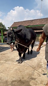 Brahman Cross Angus #sapi #cow #makanan | Oki zuhudin page