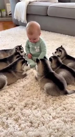 Baby vs 6 Husky Puppies: The Cutest Group Chat Ever 🐾👶 #BabyAndPuppies #HuskyPuppies #CuteBaby #AdorableMoments #PureJoy