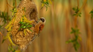 Nesting Birds Eurasian Penduline Tit