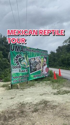 Exploring Mexican Reptiles: An Unforgettable Experience