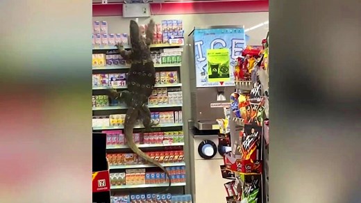 Huge monitor lizard enters store and frightens shoppers