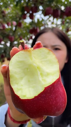 Amazing Apple farm 🍏 🍎 #Apple #farming #farmlife #farmer | Pooja Patil