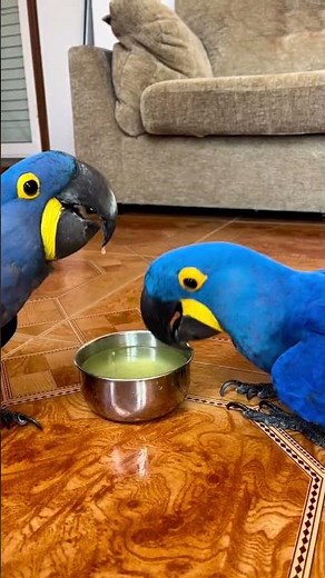 #shorts #bluemacaw #hyacinthmacaw This Blue Macaw Will Melt Your Heart! Cutest Bird Ever!