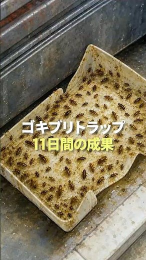 Cockroach Trap: 11-Day Results