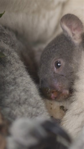 35K views · 1.5K reactions | You’ve heard of first steps… but what about first poop snacks?  Imogen the koalas joey has reached one of the cutest (and grossest) milestones ever – papping! It might look like poo, but pap is actually a superfood packed with good bacteria that helps joeys transition from milk to eucalyptus leaves  It’s weird. It’s wonderful. And it’s absolutely essential. Probiotic poo POWER  | Symbio Wildlife Park | Facebook