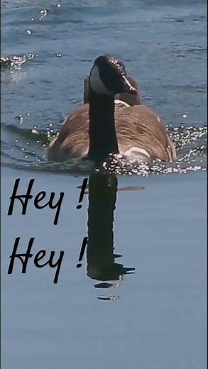 Hey ! Hey ! Theme song, Monkees .. Canada goose , Cartoon Capers