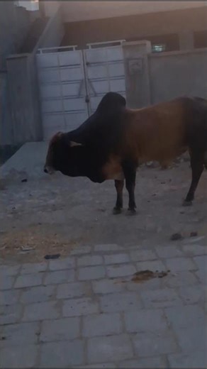 bull mooing #funny #trending #viral #youtubeshorts