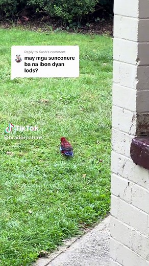 Sun Conure Care Tips for Beginners