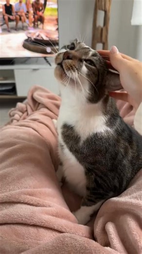 J’ai 2 chats à la maison, donc vous imaginez l’odeur le matin… 🥲 Une copine m’a parlé des cristaux Pacha : j’ai essayé sans trop y croire… et bah ça marche vraiment. Plus d’odeur, la surface reste sèche, et je passe moins d’une minute par jour dessus. Pour une fois que je trouve un truc qui me simplifie la vie, je partage ! | Anais Garnier