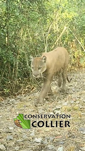 Conservation Collier on Instagram: "Florida Panthers are quietly moving through the landscape at Pepper Ranch Preserve. 🐾 These protected lands provide critical habitat - giving them space to roam, hunt, and raise young. Though we don’t often see them in person, the trail cameras always do. These big cats are frequently traveling the same hiking trails and paths we use! Thank you to our volunteer Tom Mortenson for the dedication and patience it takes to capture footage like this! 🎥"
