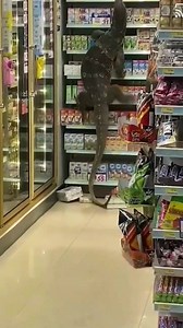 Giant lizard takes over a food store in Bangkok | UP SHE FLEW and the cock flattened her