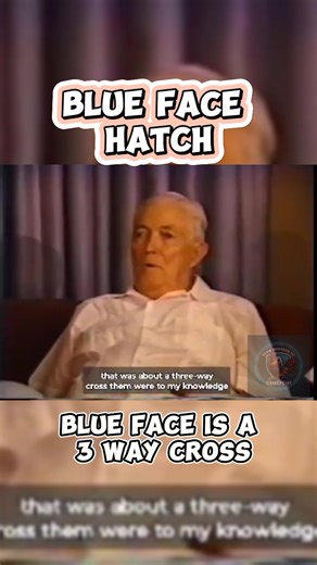 157K views · 3.5K reactions | Blue face hatch is a 3 way cross fowl #fyp #fblifestyle #gamefowl | Team Andasan TV | Facebook