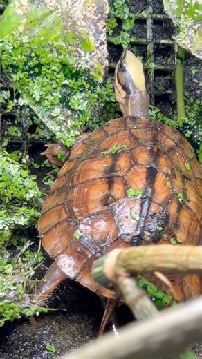 Chinese golden coin turtle. #cuora#boxturtle#turtle#tortoise#farm#animals#reptiles