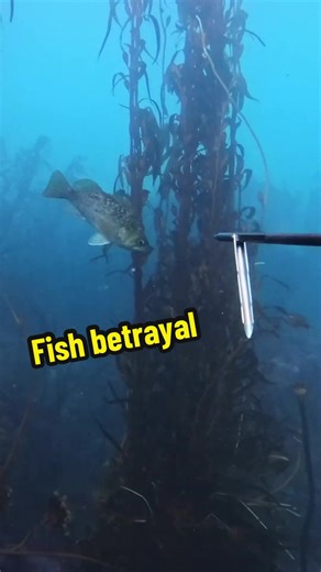 How to manipulate these future tacos 🌮 #spearfishing #rockfish