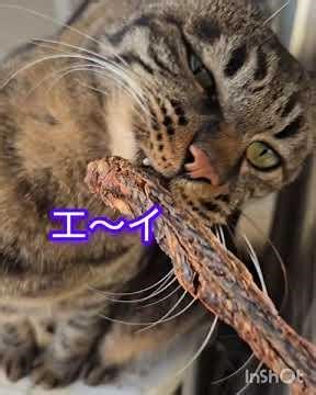 ネコとエイリアン cat vs alien