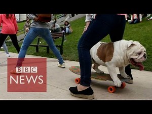 Skateboarding bulldog breaks Guinness World Record - BBC News