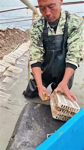 The Morning of an Old Crab Farmer: From Crab Cages to Table - The Journey of Big Crabs