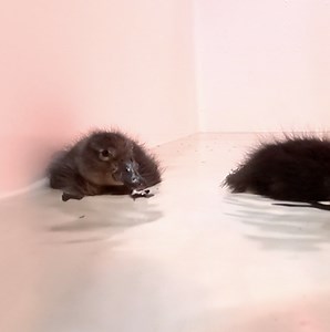 4.5K views · 212 reactions | Is there anything more adorable than the Steller's eider's ducklings very first swim?? Now the ducklings are expert swimmers and have over doubled in size - but, we couldn't resist showing this video of their very first swim! | Alaska SeaLife Center | Facebook