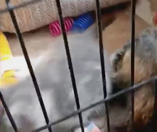 The Flower girls... Daffie's family. The girls have Cerebellar Hypoplasia aka Wobbly Kitten Syndrome. Daffodil is severe, but the other were mild to moderate. Lilly is their mother and was recently adopted. Please share and donate to help us continue to save them at Clover's Clubhouse Every day we give everything and more to care for and to try to save these precious babies. But we desperately need your help and support. https://cuddly.com/donate/4955861/clovers-clubhouse-giving-tuesday-campaign