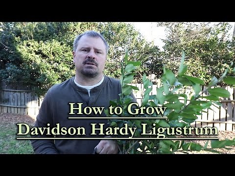 How to grow Davidson Hardy Ligustrum (Fast Growing Evergreen Screening Shrub)