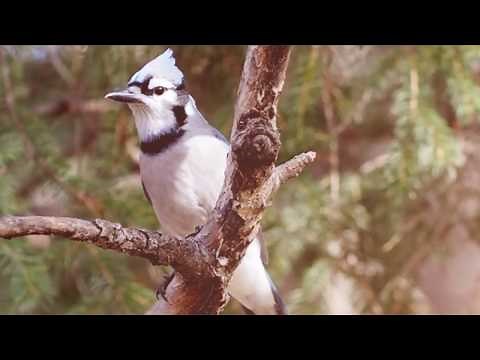 Bird Alarm Calls (Sound edit)