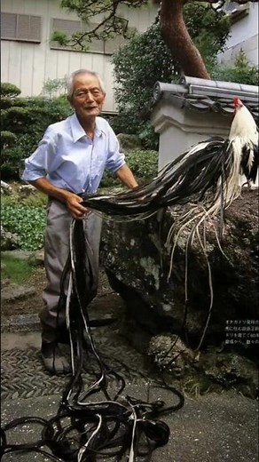 Japan’s Legendary Chicken With Endless Tail Feathers #Onagadori