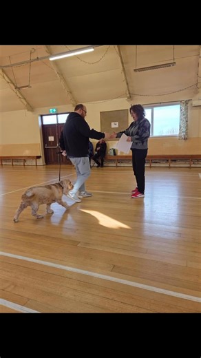 ✨Test Day✨ Today teams from Clever Dogs Dog Training were put through their paces doing the Kennel Club awards. They absolutely smashed it achieving a 100% pass rate. ✨✨Congratulations Everyone ✨✨✨ HUGE thanks to my mate Angela Johnston for coming and examining for us, it is always great having you with us. You do a superb job putting the guys at ease & allowing them to showcase their dogs. Holly Cartmel - my wingman for the day. Thank you for all your help & support & making the day special for