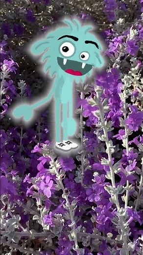 Desert Plant: Texas Sage (Leucophyllum frutescens)