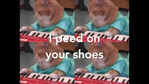 713K views · 21K reactions | Keyboard Cat affirms reality | Keyboard Cat | Facebook