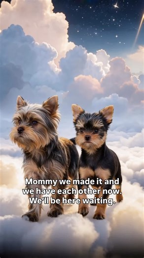 Theo and Leo, we love you so much. 🐾 Create your custom AI pet tribute today → https://requests.tributetails.com 🌈 All Tribute Tails videos are created with personalized, custom AI prompts. #rainbowbridge #petheaven #pettribute #petmemorial #yorkies