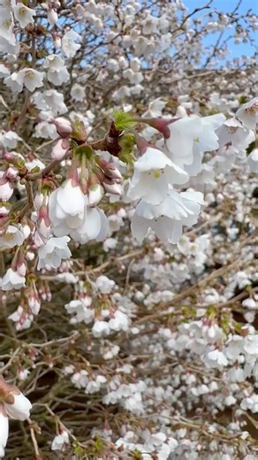 Dwarf early flowering cherry blossom-is it a tree or shrub? #sakuratree #blossom #dwarf #early #uk