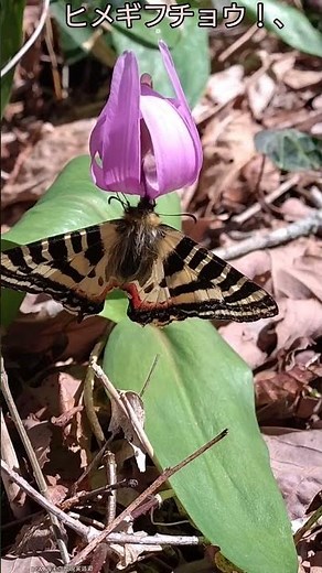 蝶の姫！、ヒメギフチョウ！、【ある風景】 #観察 #ダボさんtv #昆虫 #未来遺産 #そこにある自然 #自然 #ショート #植物 #カタクリの花#蝶#ギフチョウ#ヒメギフチョウ