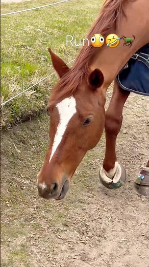 Braunes Pferd kommt direkt auf mich zu 😳🐎 #shorts