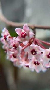 Admiring the bloom on this Hoya carnosa ‘Krinkle 8’ #hoya #houseplants #macrophotography #blooming