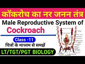male reproductive system of cockroach | cockroach ka nar janan tantra | lt grade/tgt biology class
