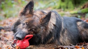 Got an enthusiastic chewer? Here are some safe dog toys for the most aggressive