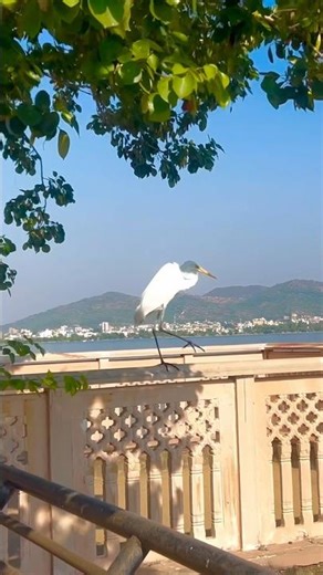 new trending, village nature || ajmer lake site #nature #travelvlog