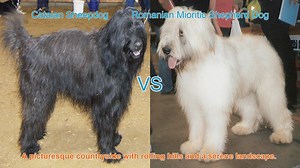 Exploring Two Magnificent Long-Haired Dog Breeds
