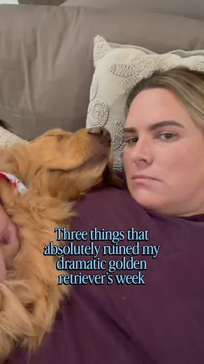 To know Bob the dog is to know how dramatic he is…. And it’s safe to say that Daylight Savings time ending led this dog to be a total mood 😂 And hey, if you’re seeing this you’re likely not following us. If you enjoy a dramatic golden retriever, who also has about 1 brain cell, you’ll like it on our corner of the internet. Follow 🤝 #dogsofinstagram #goldenretriever #diml #vlog #dayinmylife #dogmom | It's Bob the Golden