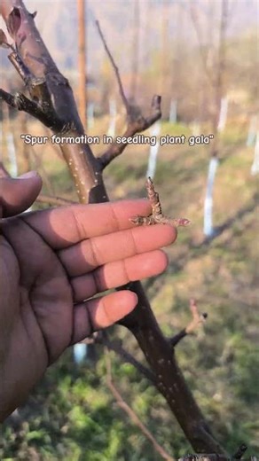 Spur formation in Gala seedling #border #1million #viral #ytshorts #like #nature