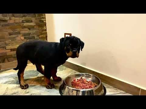 Rottweiler Puppy Training: Don’t Skip This Important Command! 🐾