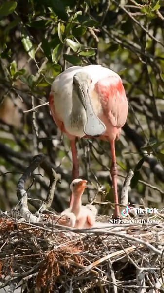 Captivating Flamingo Feeding Chick in Natural Setting