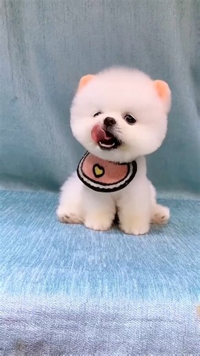 All My Pets, One Big Hug#Caught with a Handf..#All My Pets, One BigHug#Caught with a Handful