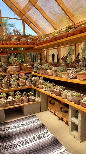 #cactuscollector #cactuscollection #cactuscontent #cactuslovers #amocactos #amocactosesuculentas