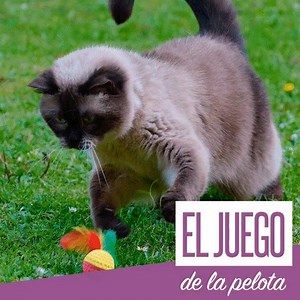 77K views · 1.7K reactions | Conoce 10 juegos divertidos, fáciles y...