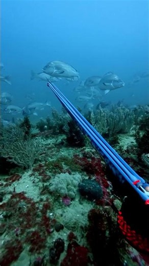 pesca un borriquete a 40 metros de profundidad con Raul Astorga