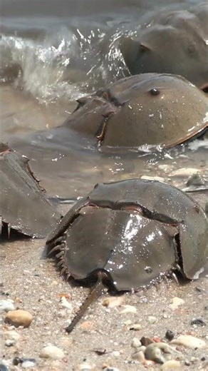 First Day of Spring in Delaware | Trails, Birds & Osprey Are Back 🌷🪺